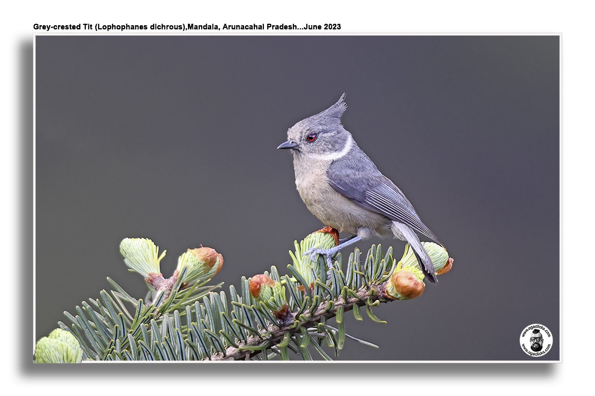 Gray-crested Tit - ML617301777