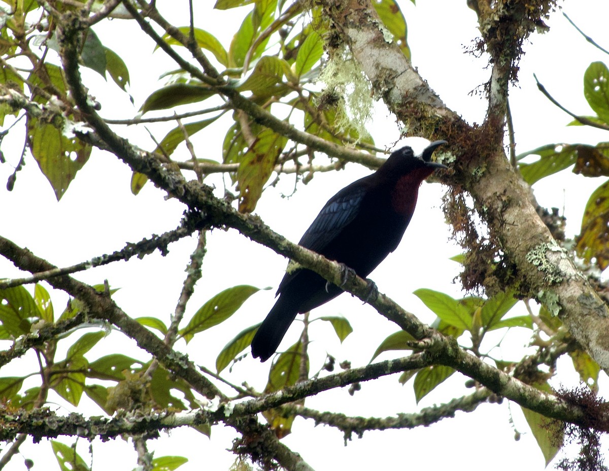 White-capped Tanager - ML617301794