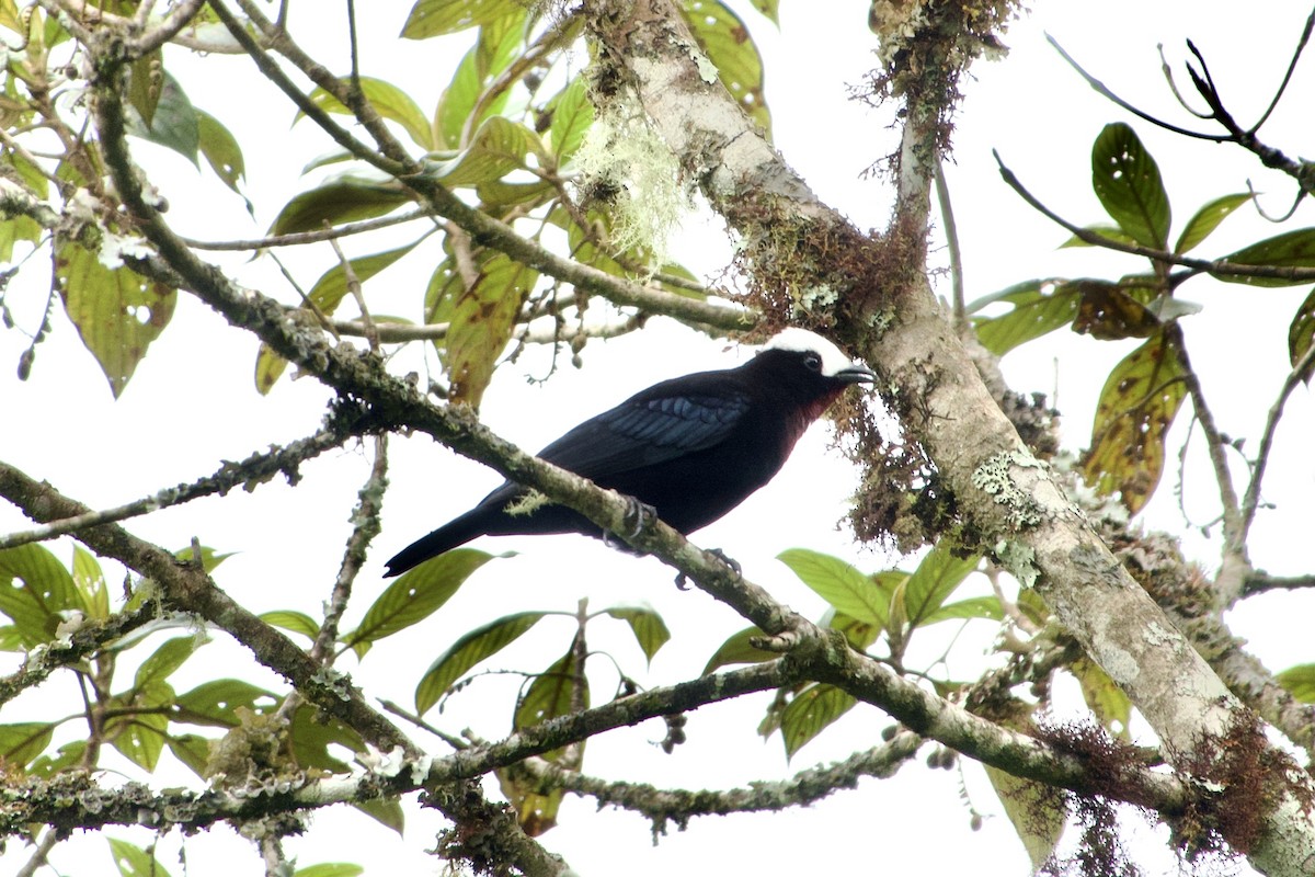 White-capped Tanager - ML617301795