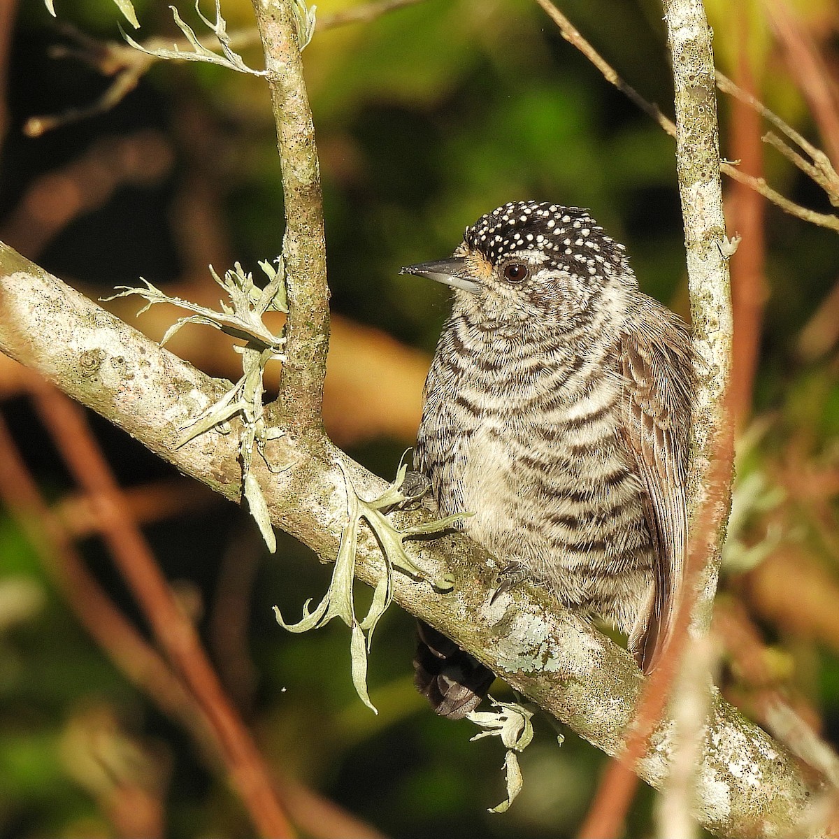 White-barred Piculet - ML617301804