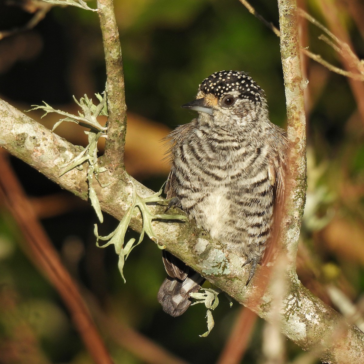 White-barred Piculet - ML617301805