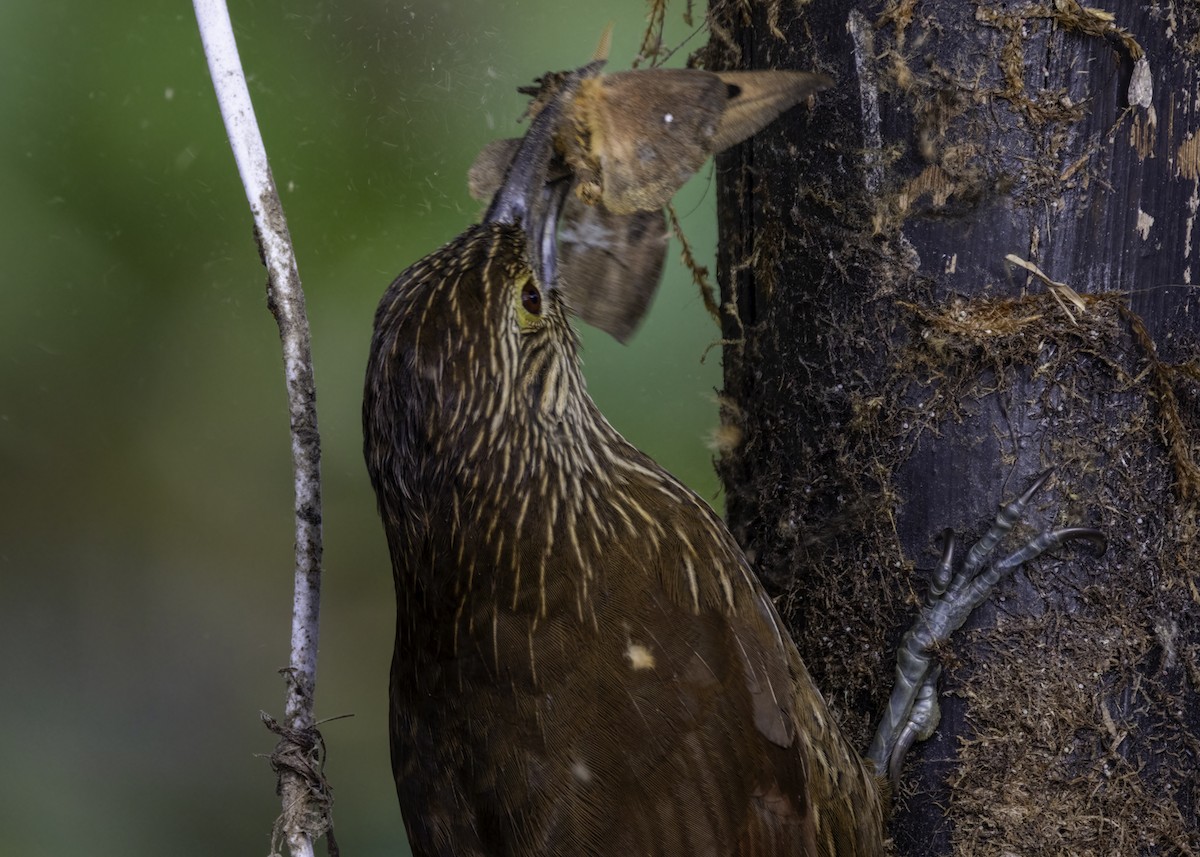 Strong-billed Woodcreeper - ML617301851