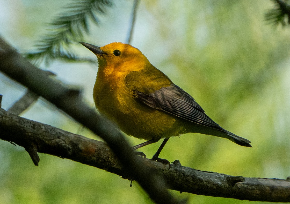 Prothonotary Warbler - ML617301919
