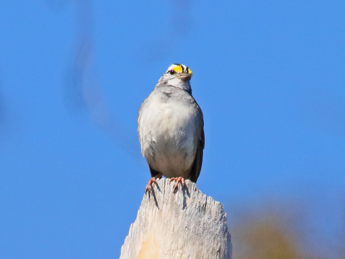 White-throated Sparrow - ML617301949