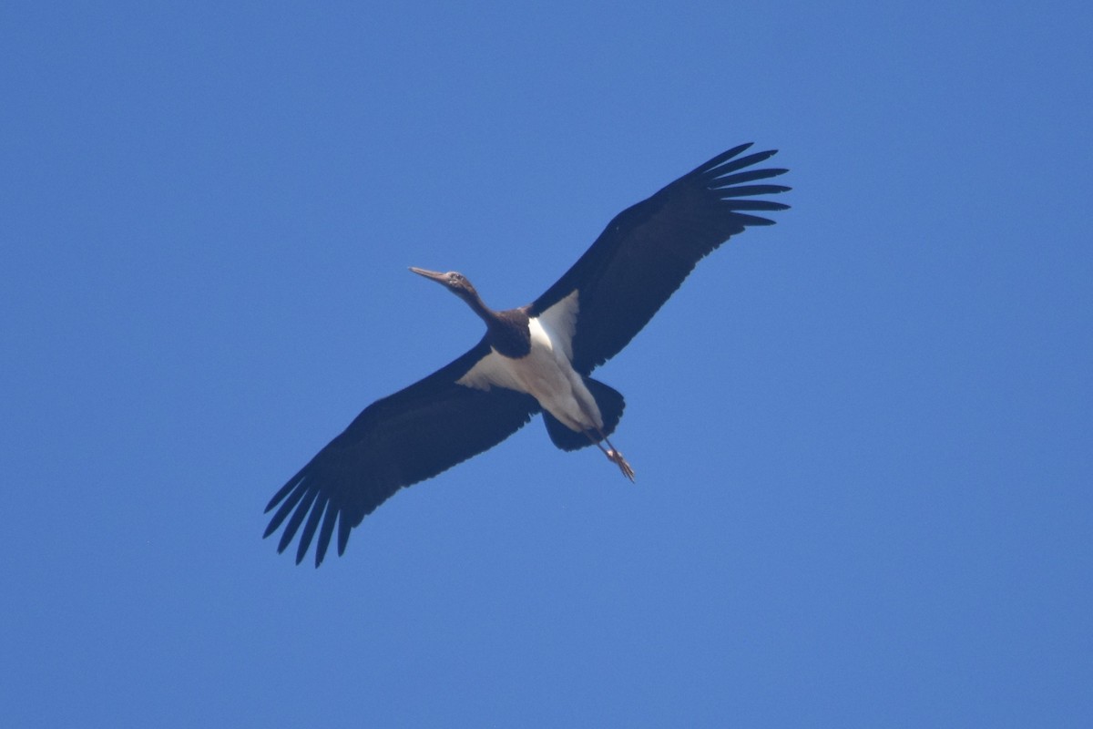 Black Stork - ML617301953