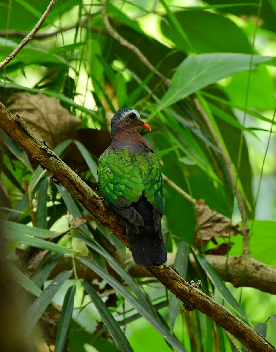 Asian Emerald Dove - Shameer Kodiyathur