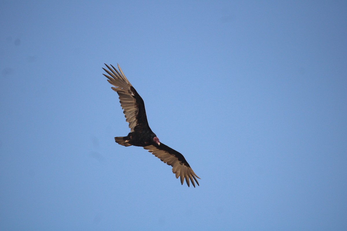 Turkey Vulture (South Temperate) - ML617301965