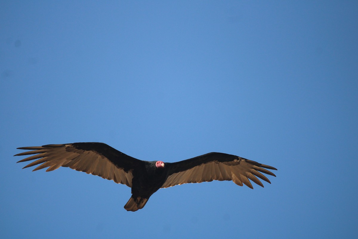 Turkey Vulture (South Temperate) - ML617301966