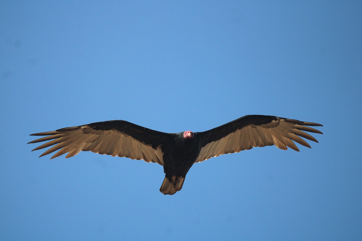 Turkey Vulture (South Temperate) - ML617301967