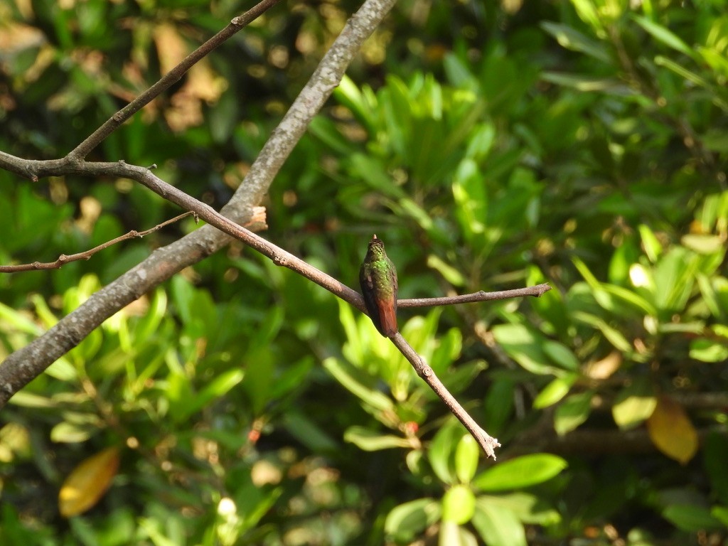 Rufous-tailed Hummingbird - Arcelio U. Blanco Nuñez