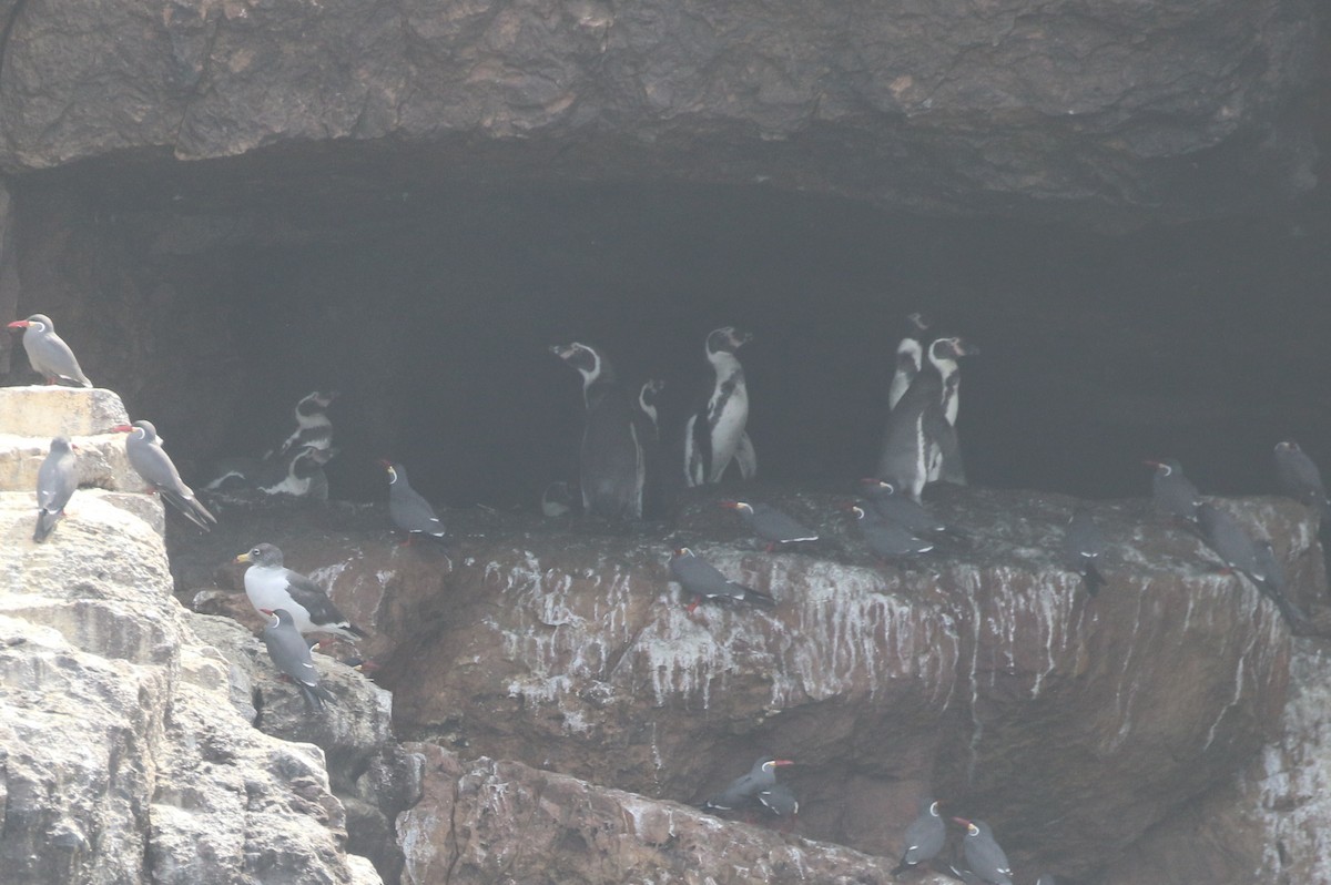 Humboldt Penguin - Henggang Cui
