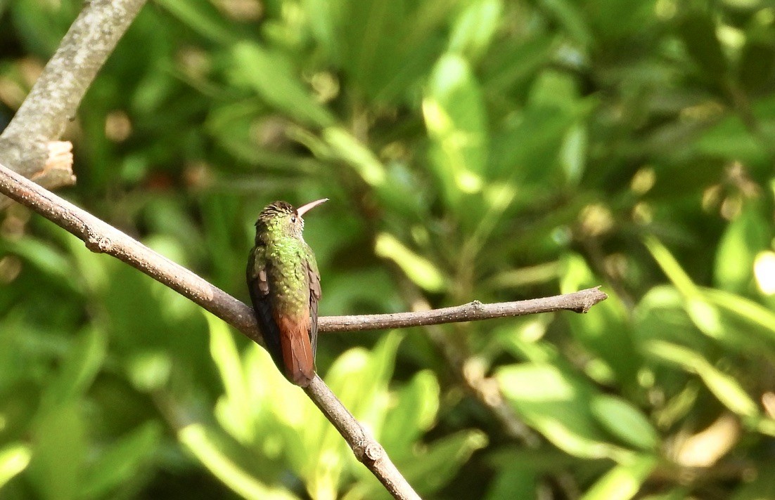 Rufous-tailed Hummingbird - ML617302004