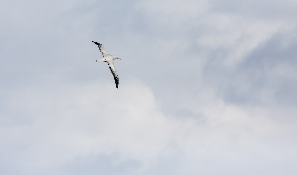albatros stěhovavý - ML617302046