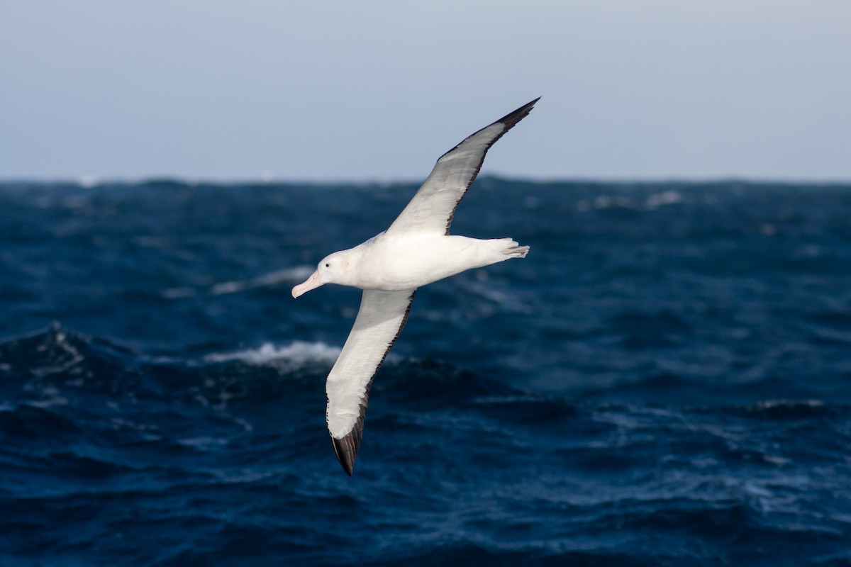 Snowy/Tristan/Antipodean Albatross - ML617302052