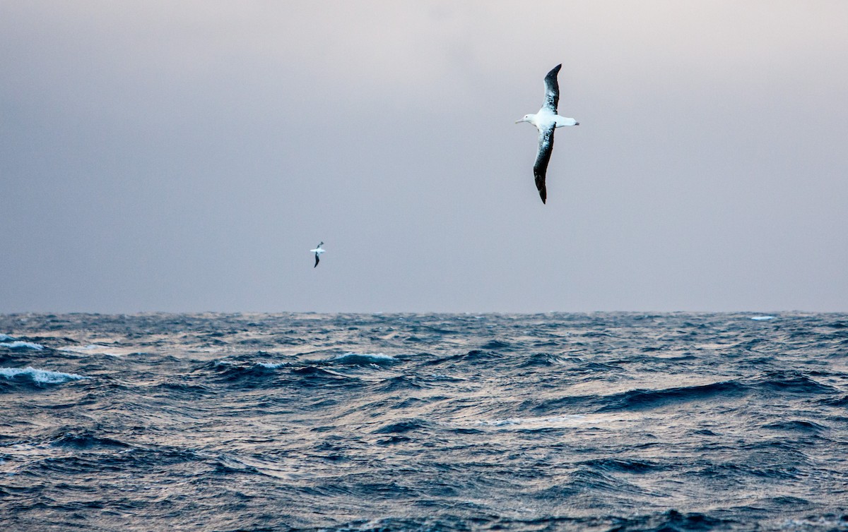 Snowy/Tristan/Antipodean Albatross - ML617302054