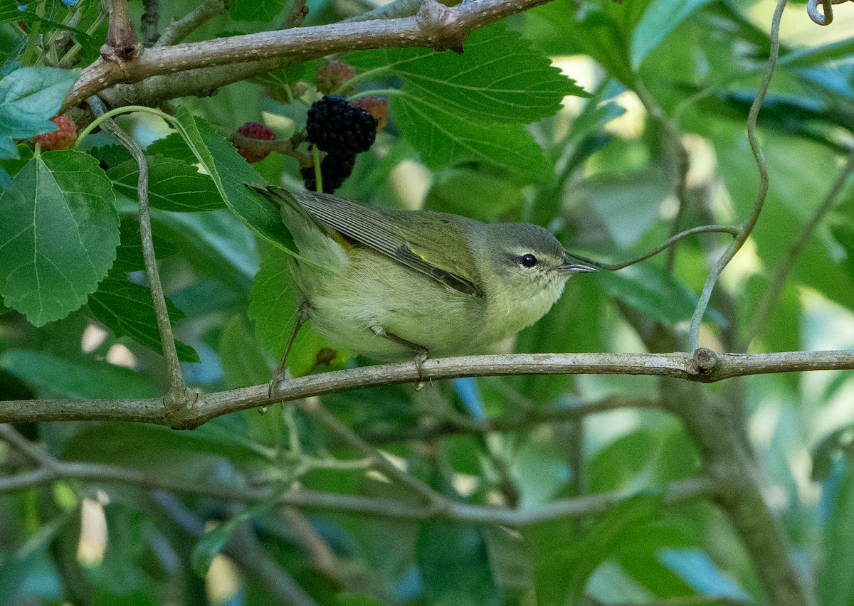 Tennessee Warbler - J Gable