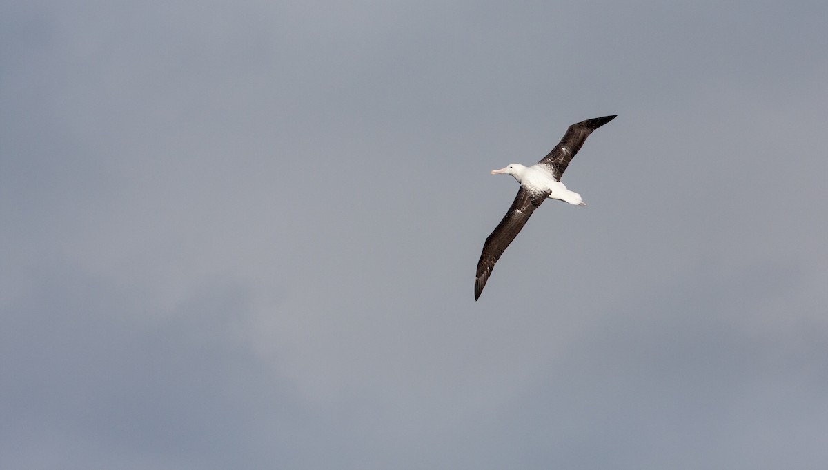 Snowy/Tristan/Antipodean Albatross - ML617302106