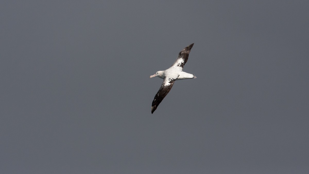 Snowy/Tristan/Antipodean Albatross - ML617302107