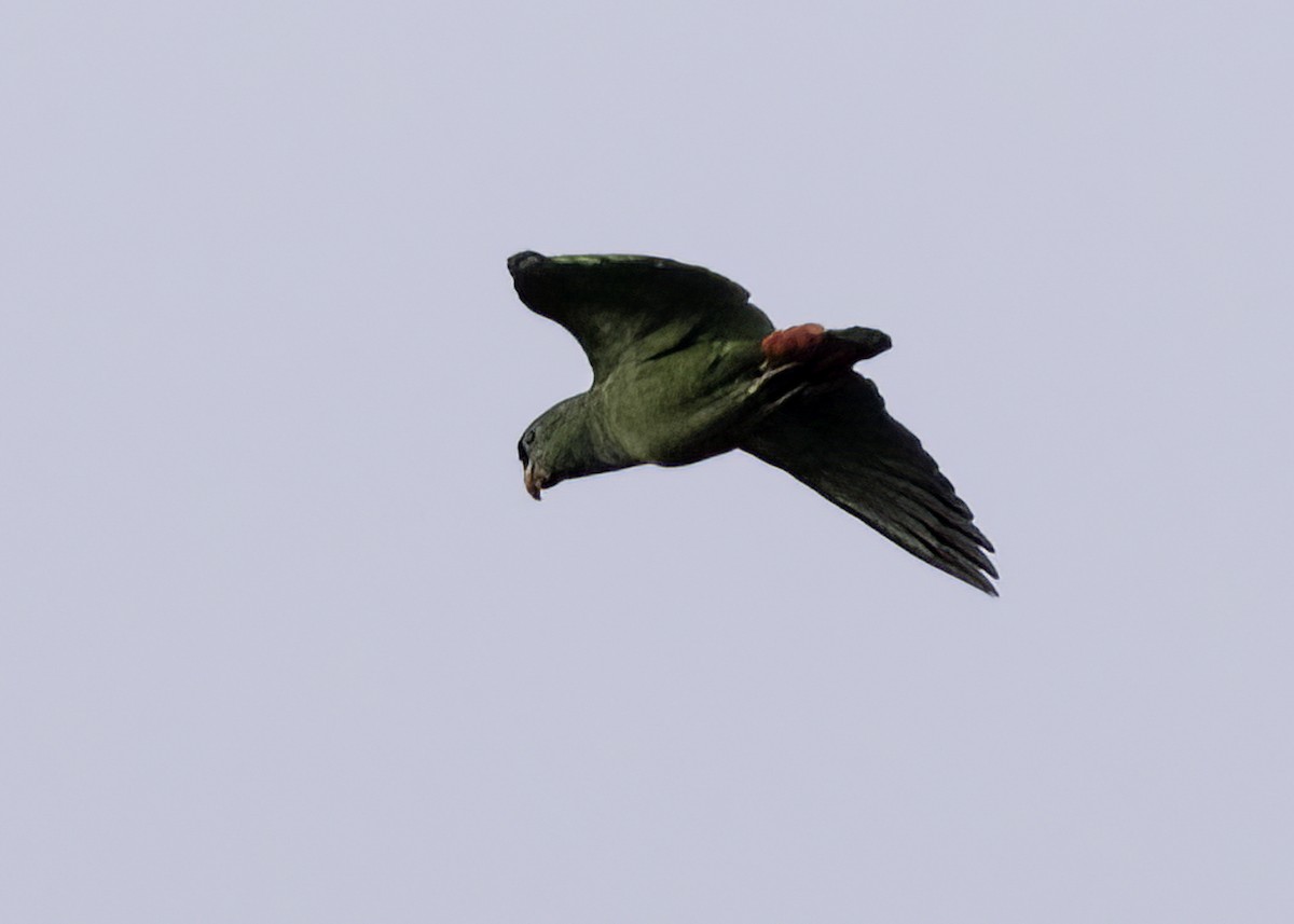 Папуга-червоногуз зеленоголовий - ML617302117