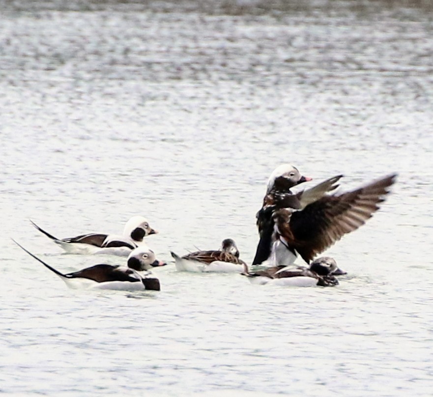 Long-tailed Duck - ML617302158