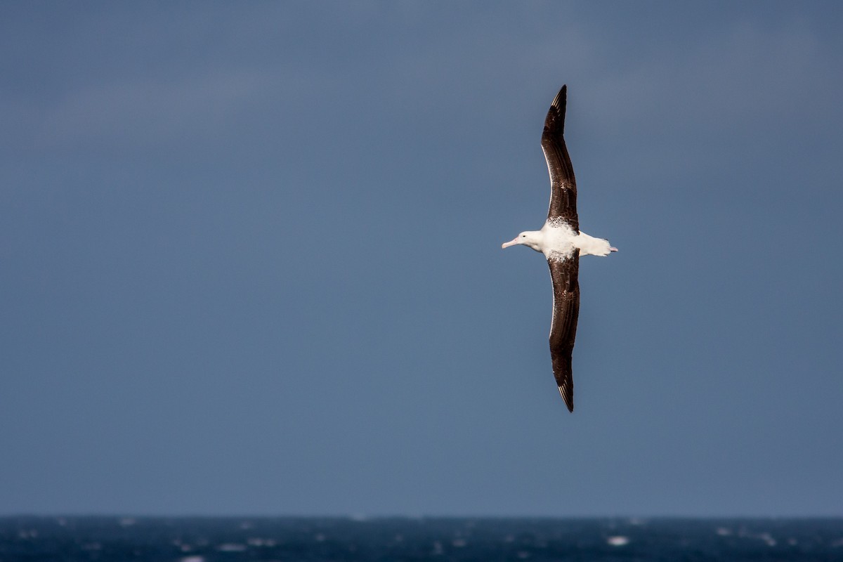 Snowy/Tristan/Antipodean Albatross - ML617302177