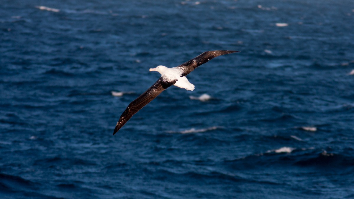 Snowy/Tristan/Antipodean Albatross - ML617302178