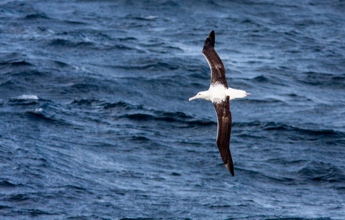 Snowy/Tristan/Antipodean Albatross - ML617302179