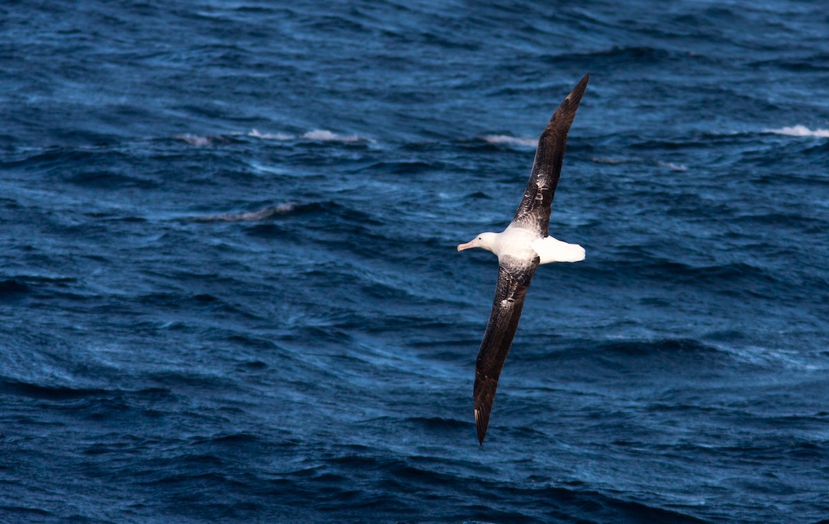 Snowy/Tristan/Antipodean Albatross - ML617302180