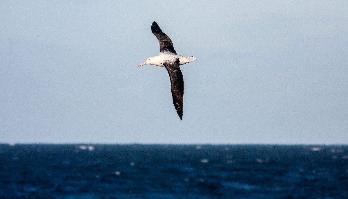 Snowy/Tristan/Antipodean Albatross - ML617302181