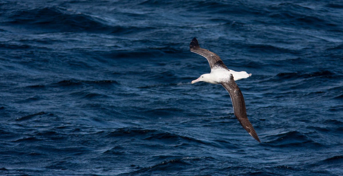 Snowy/Tristan/Antipodean Albatross - ML617302183