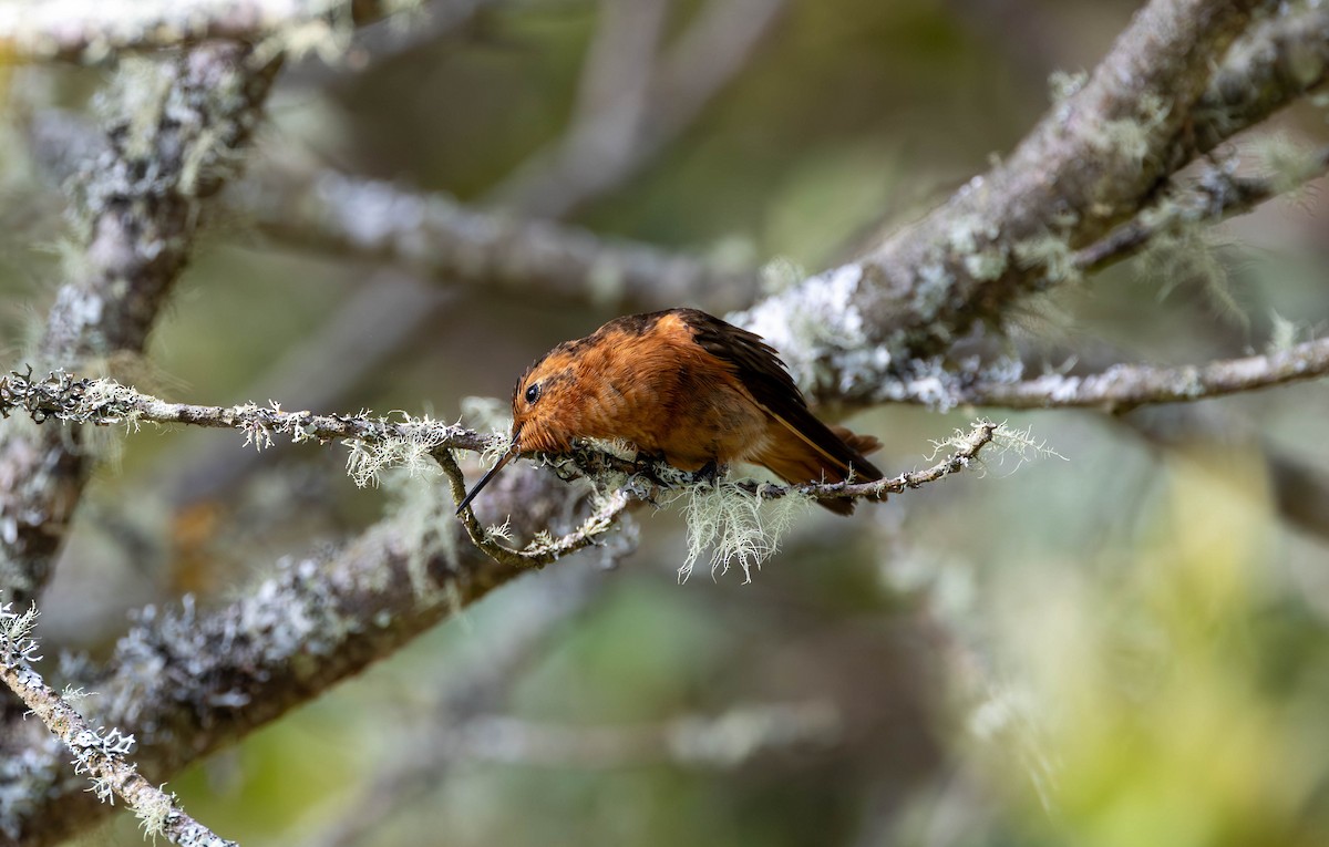 kolibřík duhovohřbetý - ML617302245