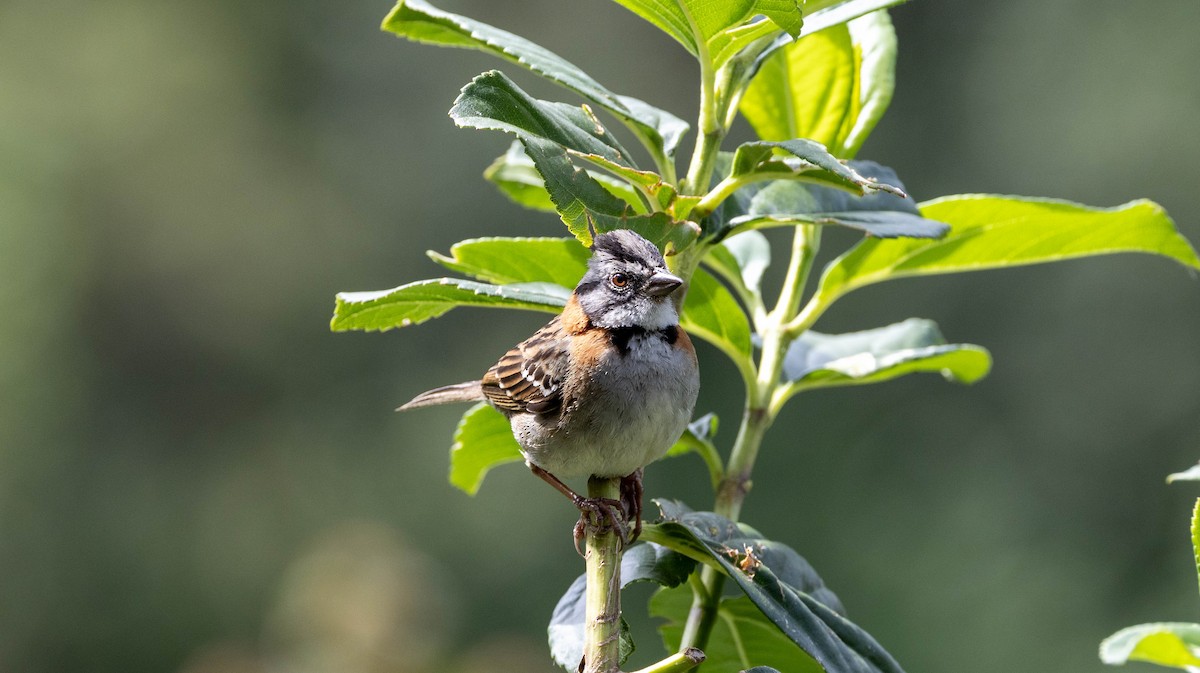 Rufous-collared Sparrow - Michelle Martin