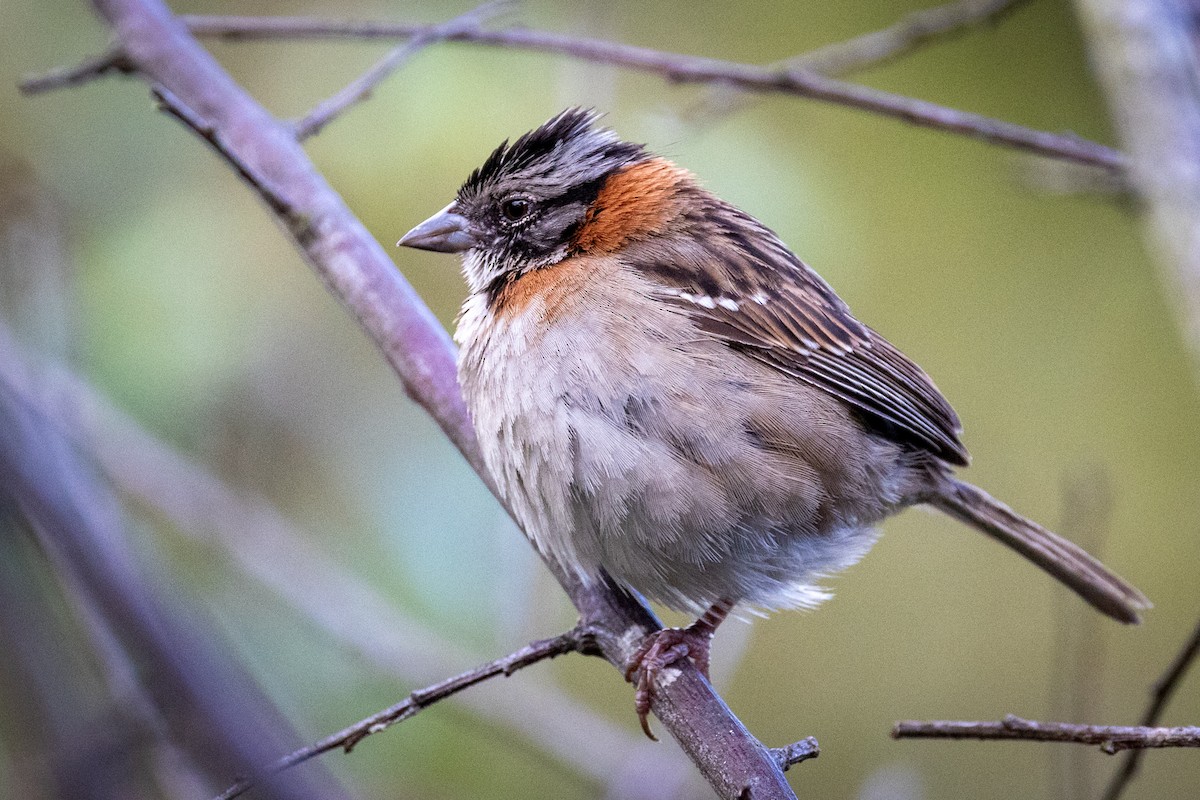 Rufous-collared Sparrow - ML617302296