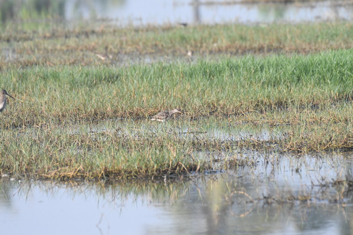 Asian Dowitcher - ML617302343