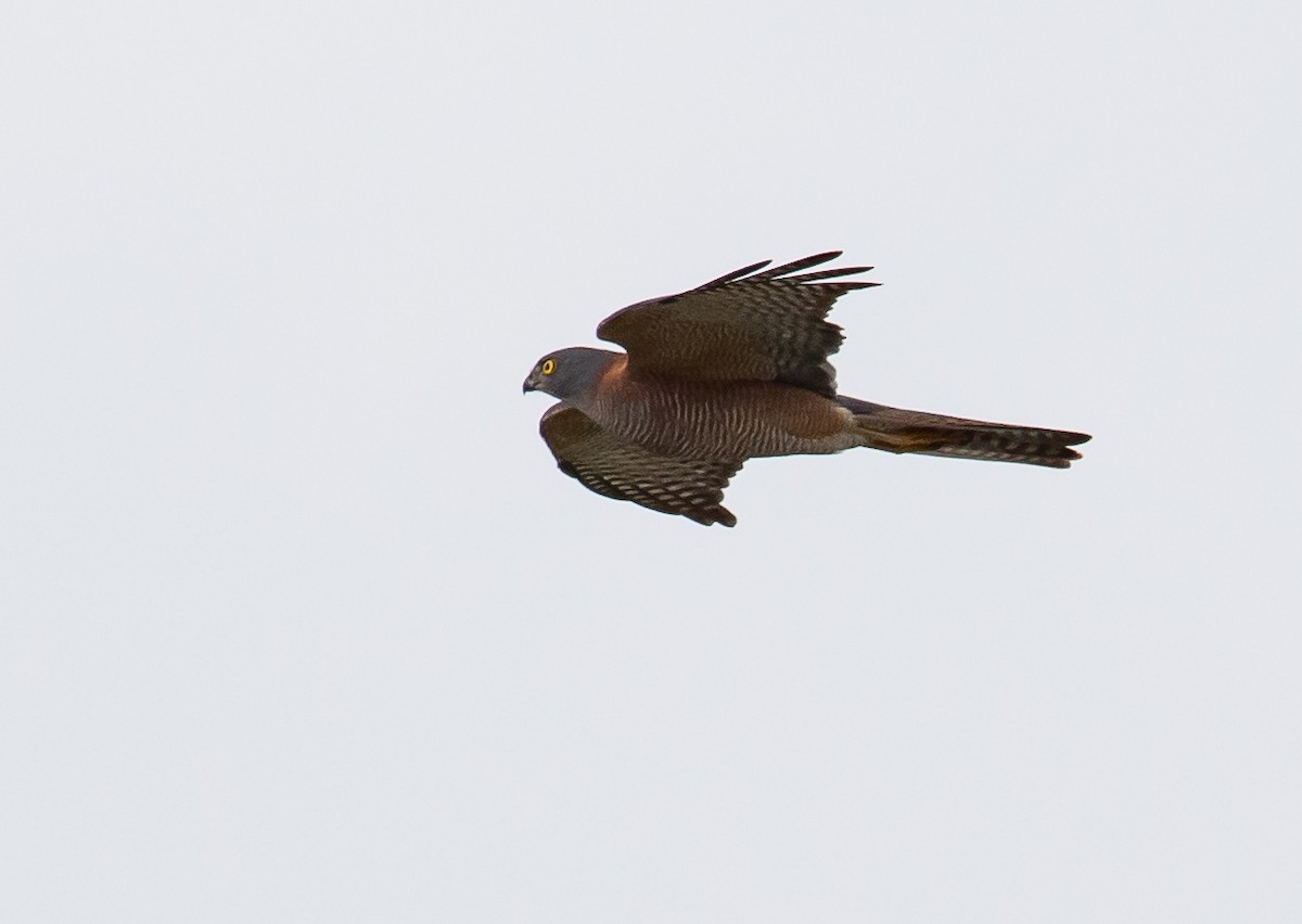 Collared Sparrowhawk - Paul Brooks