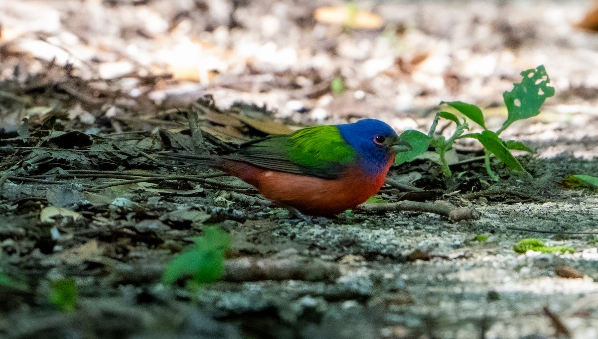 Painted Bunting - ML617302346