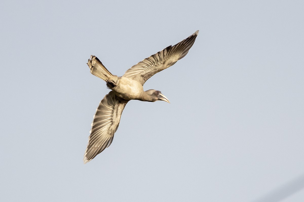 Indian Gray Hornbill - ML617302355