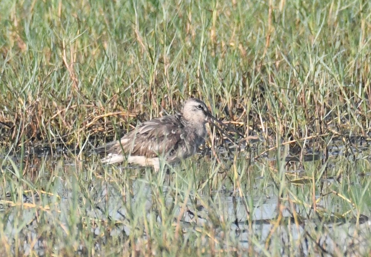 Asian Dowitcher - ML617302362