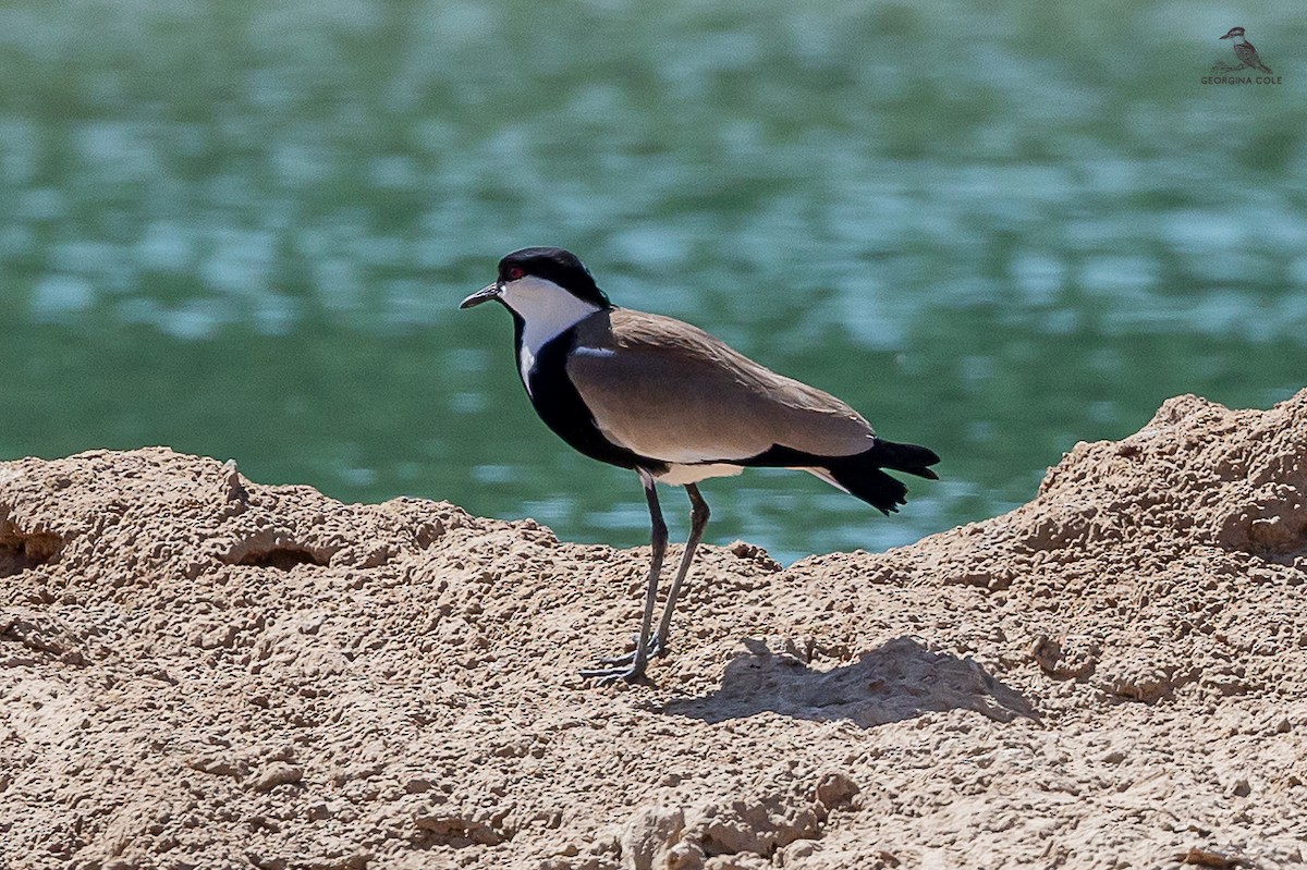 Spur-winged Lapwing - ML617302363