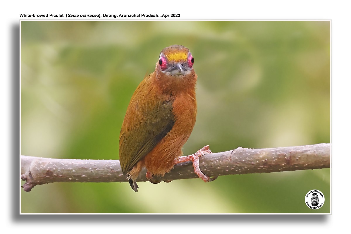 White-browed Piculet - ML617302390