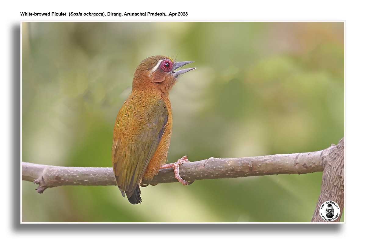 White-browed Piculet - ML617302391