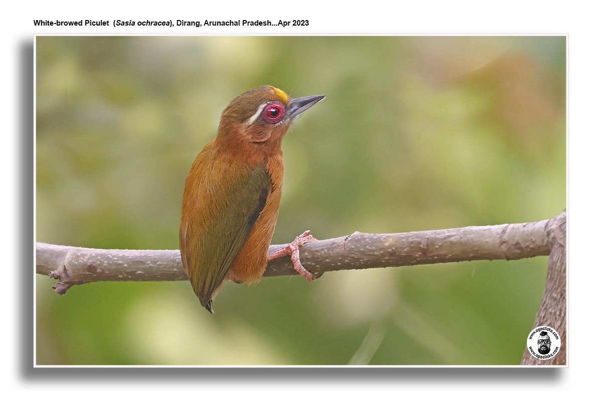 White-browed Piculet - ML617302392