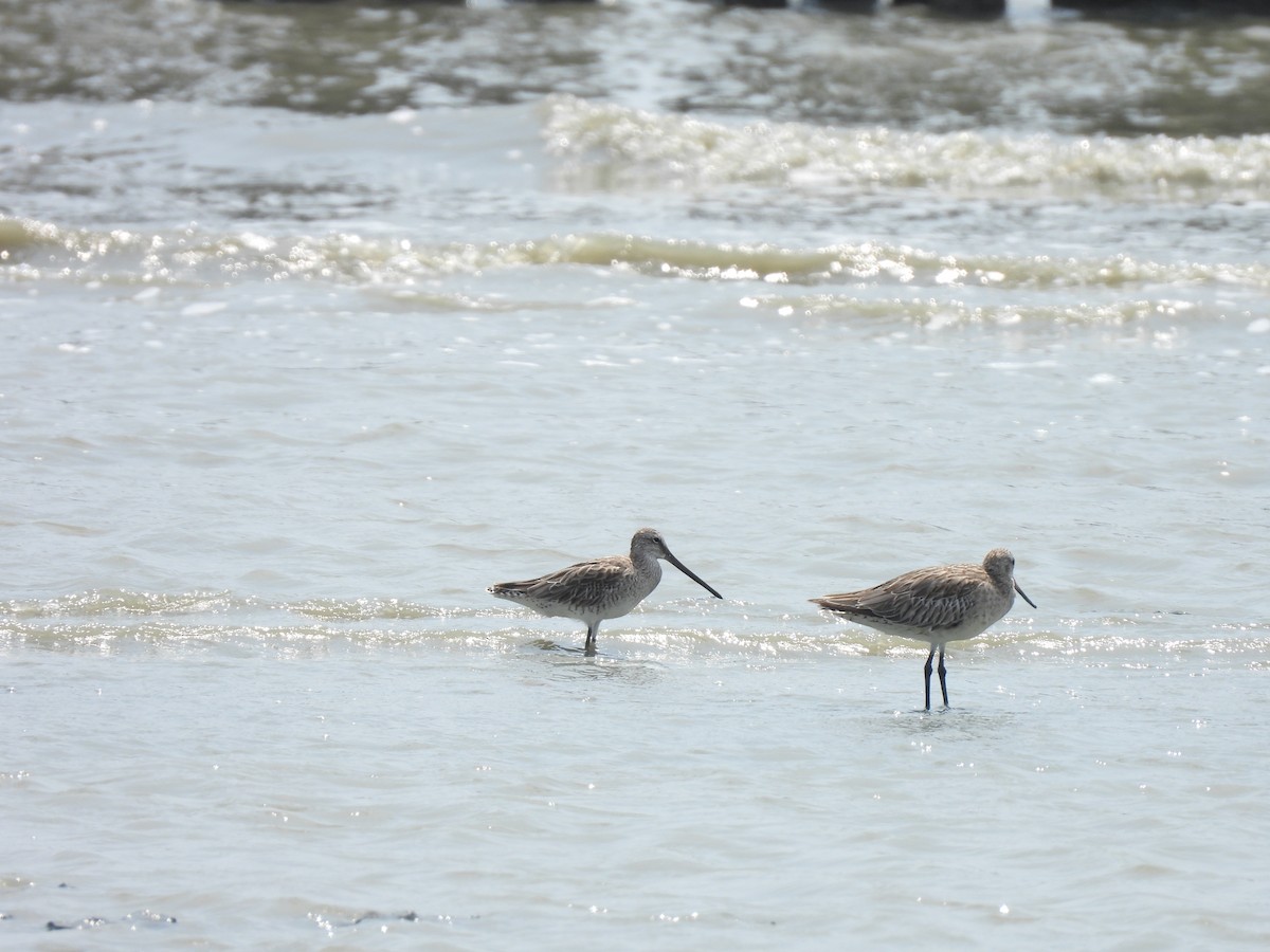 Asian Dowitcher - ML617302448