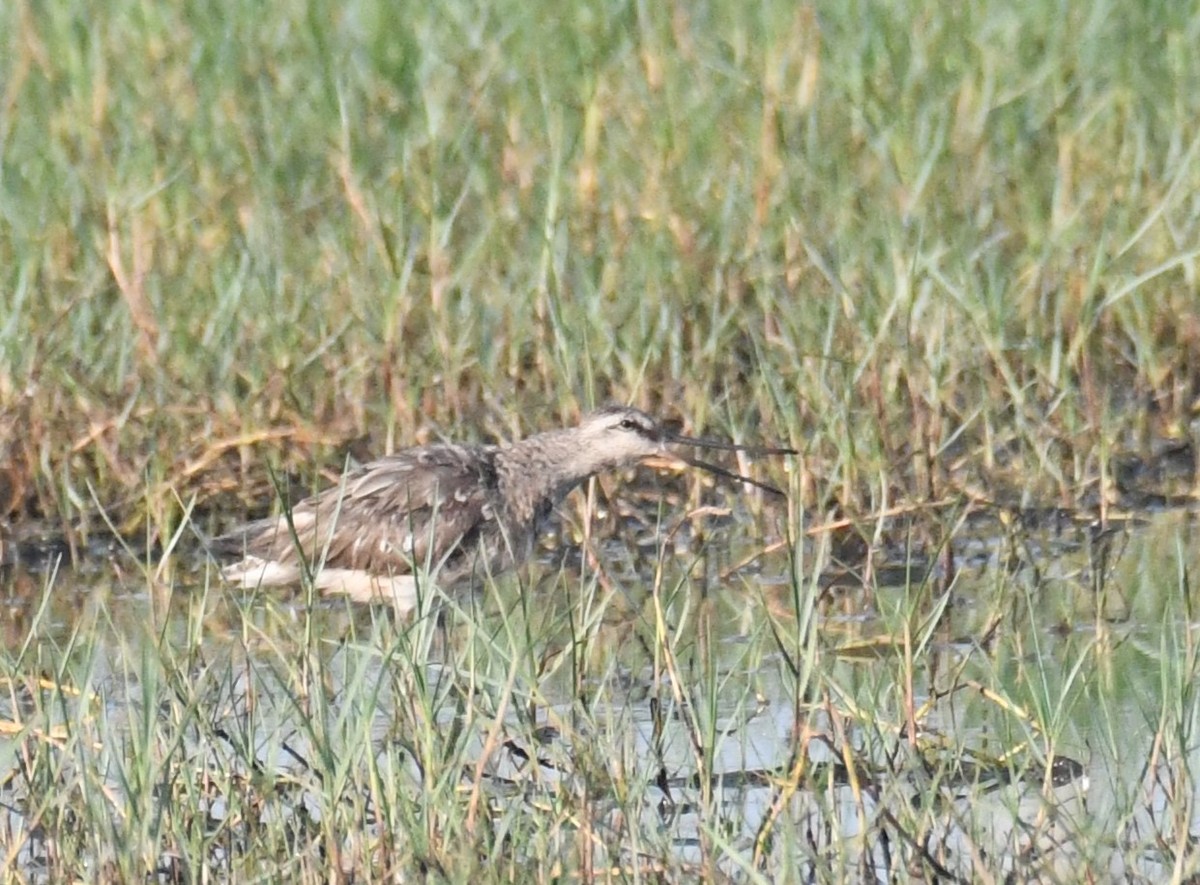 Asian Dowitcher - ML617302496