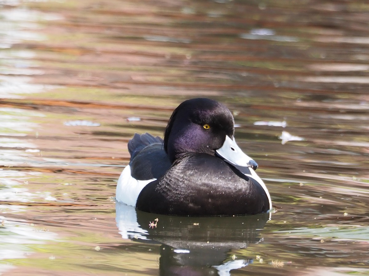Tufted Duck - ML617302605