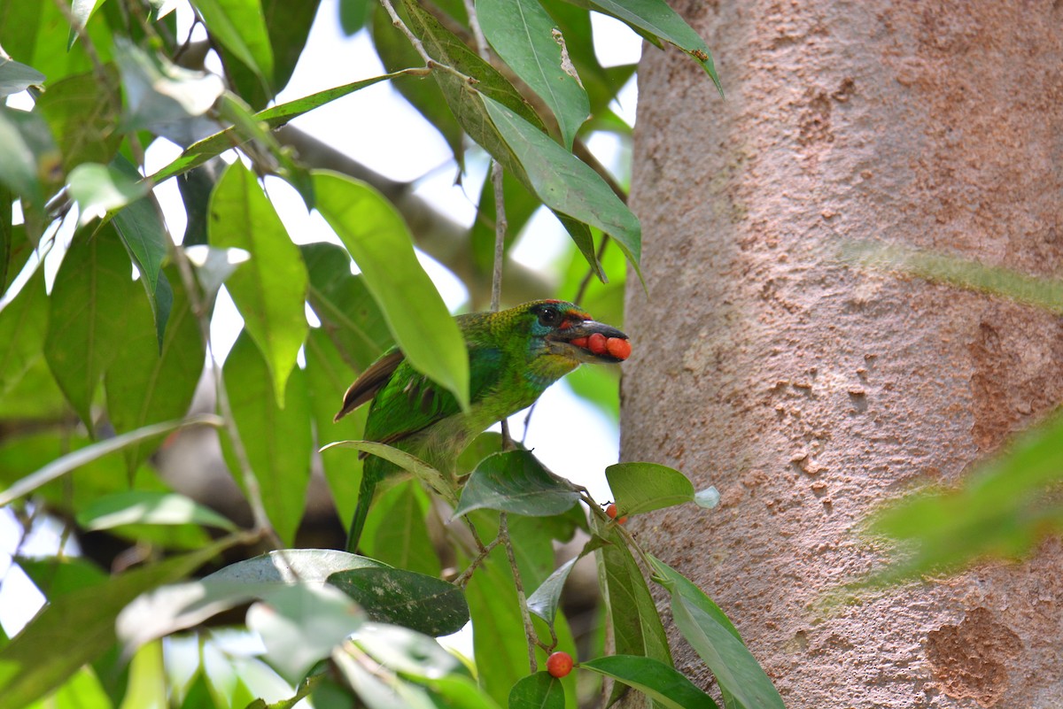Red-throated Barbet - ML617302648