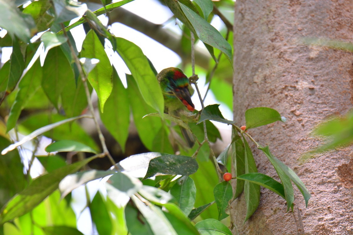 Red-throated Barbet - ML617302649