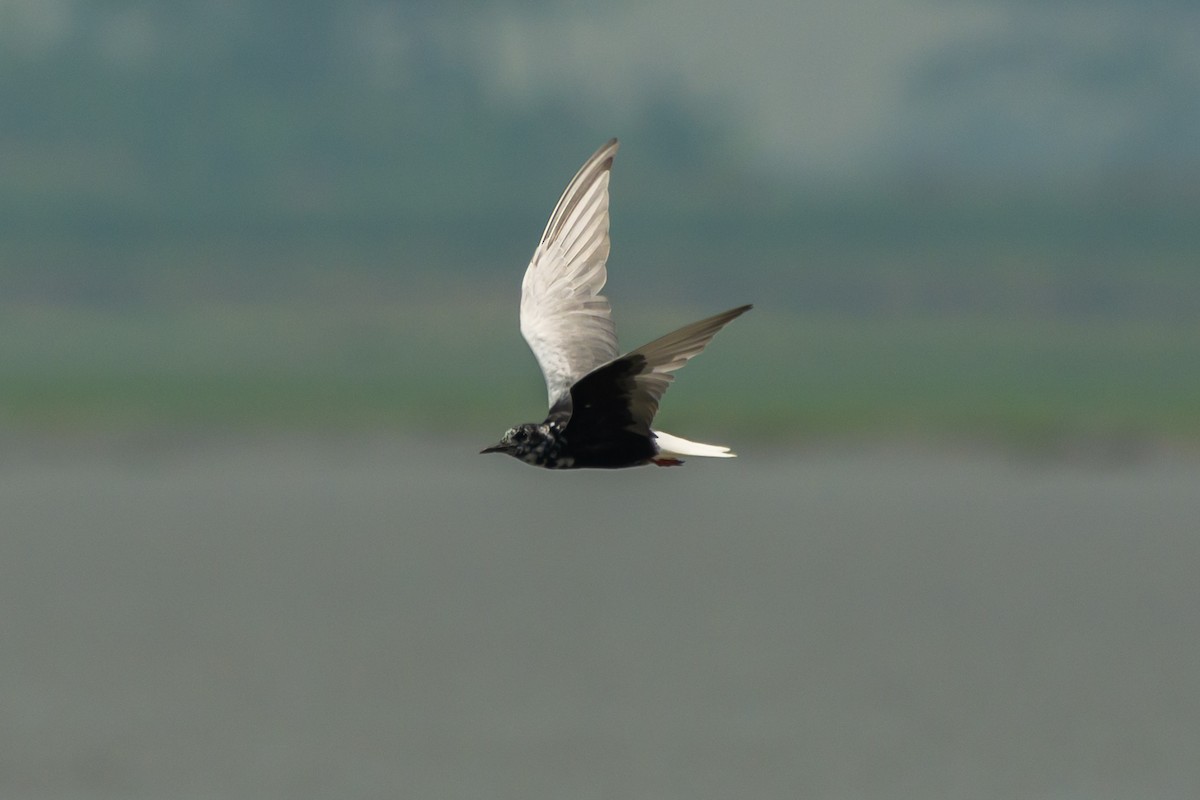 White-winged Tern - ML617302749