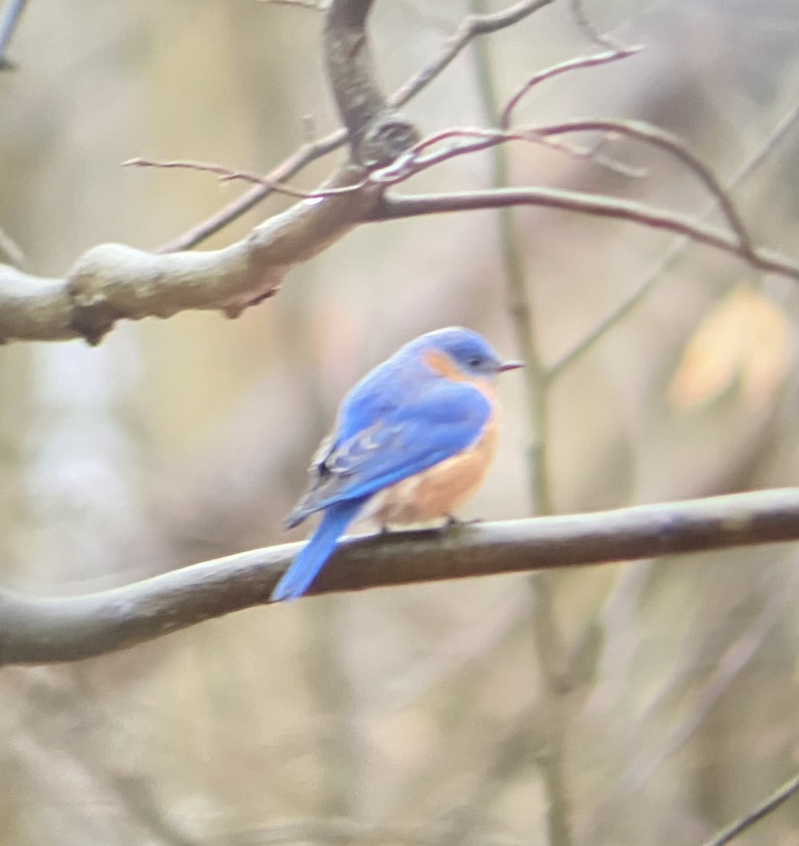 Eastern Bluebird - Colby Merrill