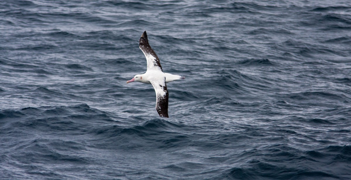 albatros stěhovavý - ML617302818